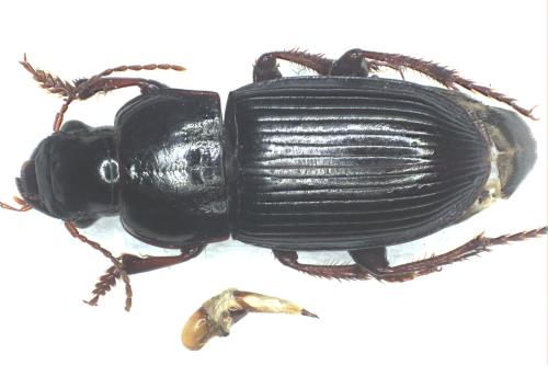 Réf. 347 974 : Harpalus sulphuripes